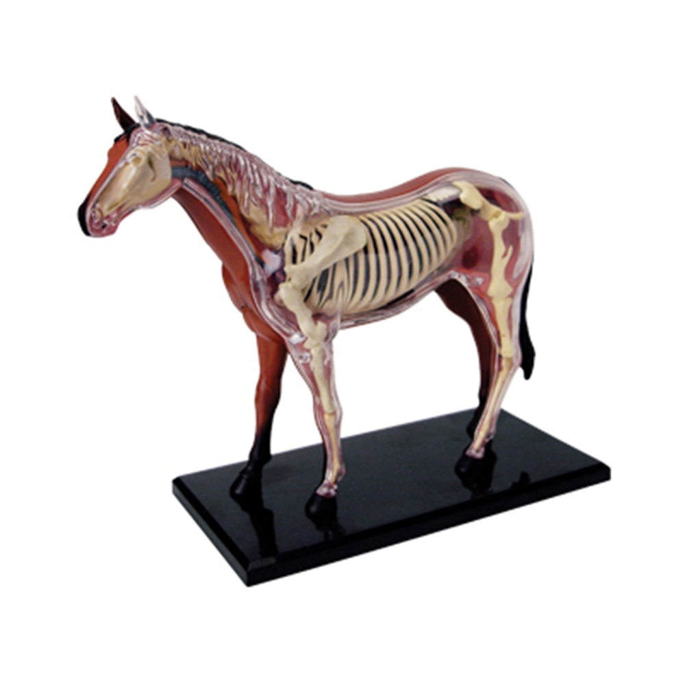 Science Toys - Jouet d'assemblage d'intelligence de cheval, modèle