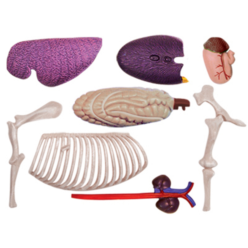 Jouet d'assemblage d'intellige - Science Toys avis et prix