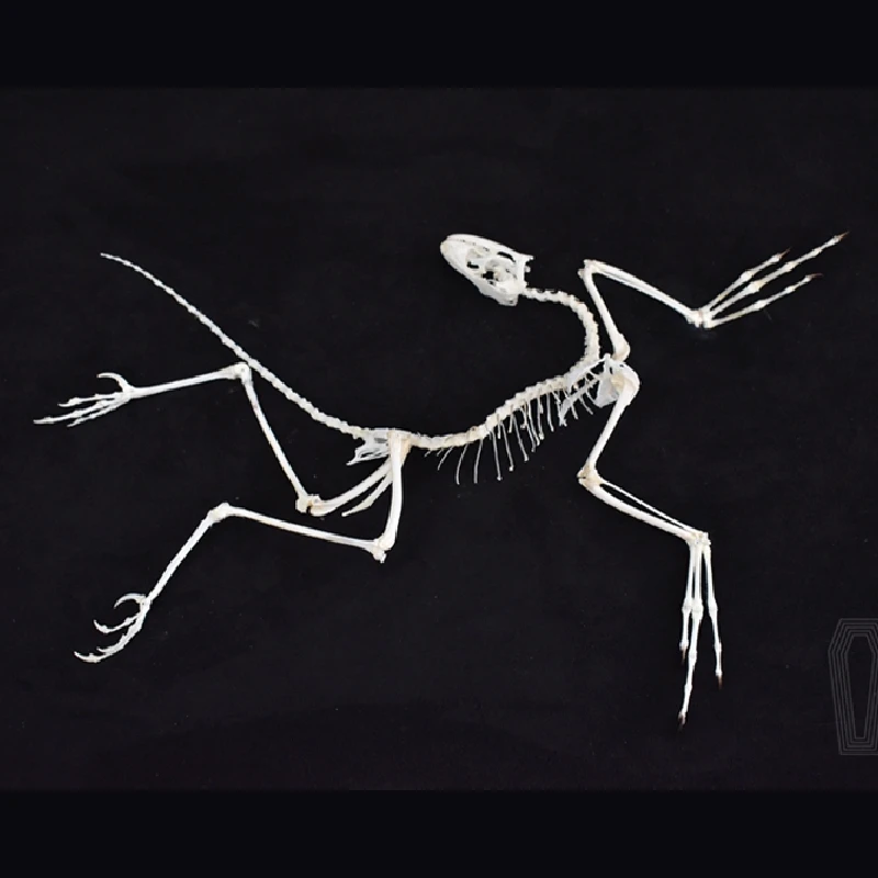 Réplique d'os d'Archaeopteryx  - Fossil Replica Display avis et prix
