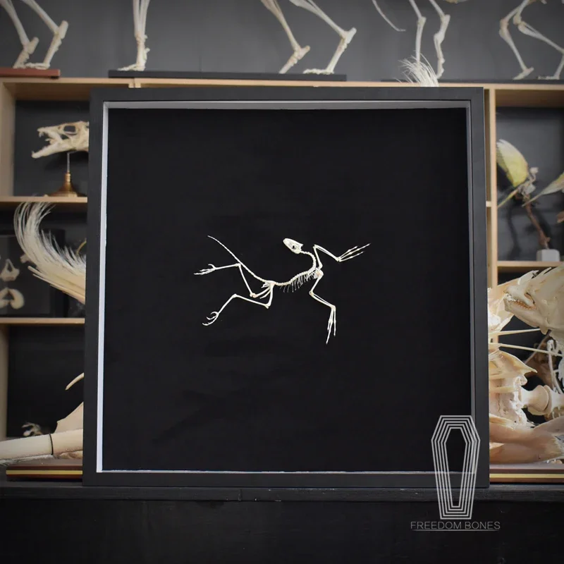 Réplique d'os d'Archaeopteryx  - Fossil Replica Display avis et prix